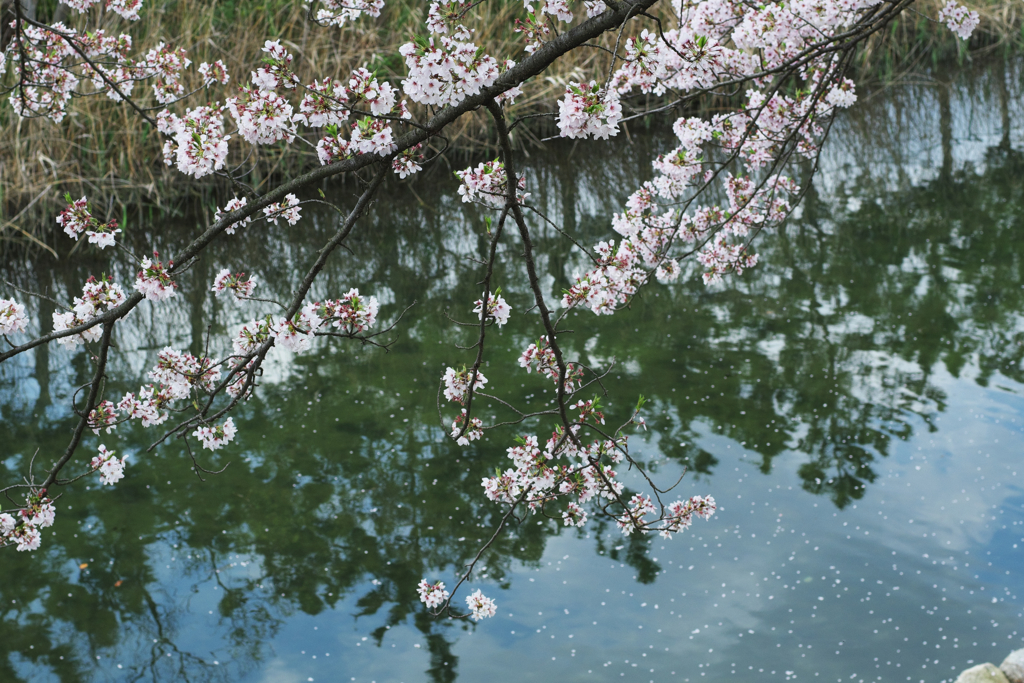 川面の桜
