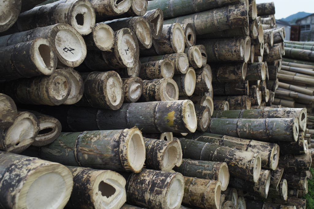 牡蠣の筏に使う竹でございます