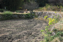 廿日市市の田舎