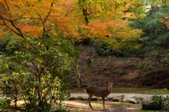 宮島の鹿
