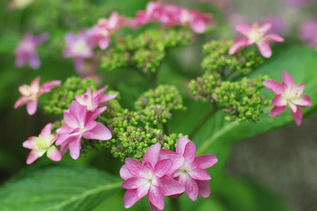 ガクアジサイ　１