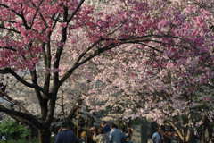 赤い桜と白い桜、それに花見客