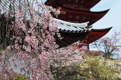 それでもまだ桜が･･･