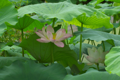 葉陰で涼しそうにしていたので･･･