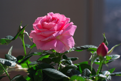 母娘で買ったバラ