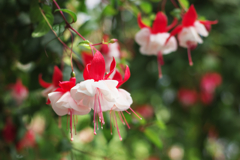 植物園写生日記　４