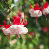 植物園写生日記　４