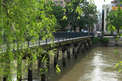 柳橋