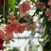 植物園写生日記　１