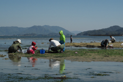 家族で貝掘り！