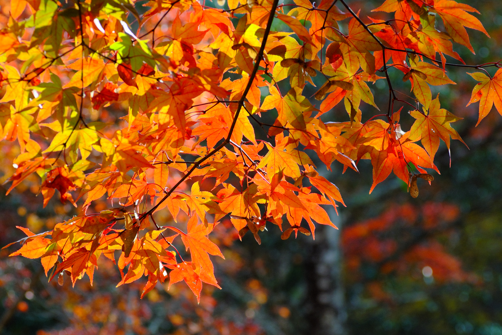 宮島の紅葉２