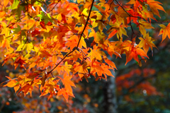宮島の紅葉２