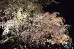六義園の夜桜