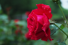 自然に近い赤をだしたつもりですが･･･