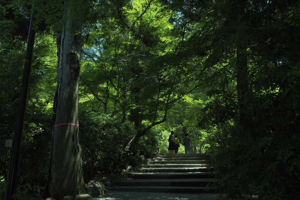 新緑のトンネル