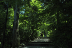 新緑のトンネル