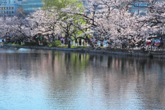 不忍池も花ざかり