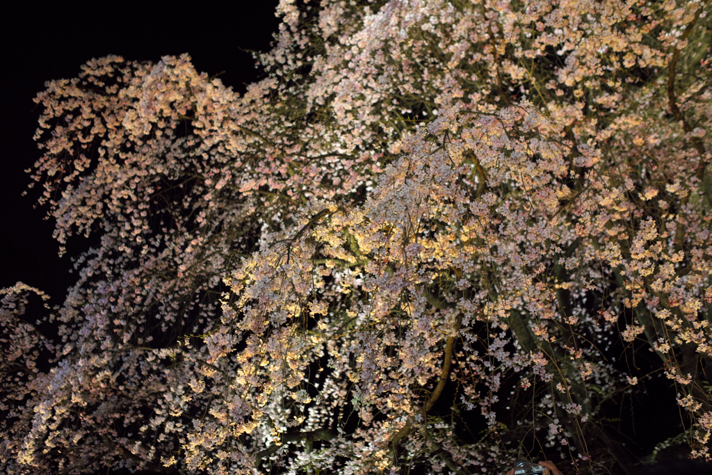 六義園の枝垂れ桜