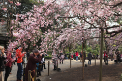 六義園の枝垂れ桜