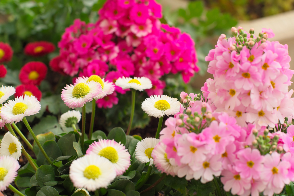 ベランダの花々