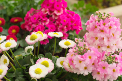 ベランダの花々