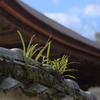 雑草のいのち