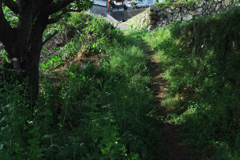 お寺に至るあぜ道