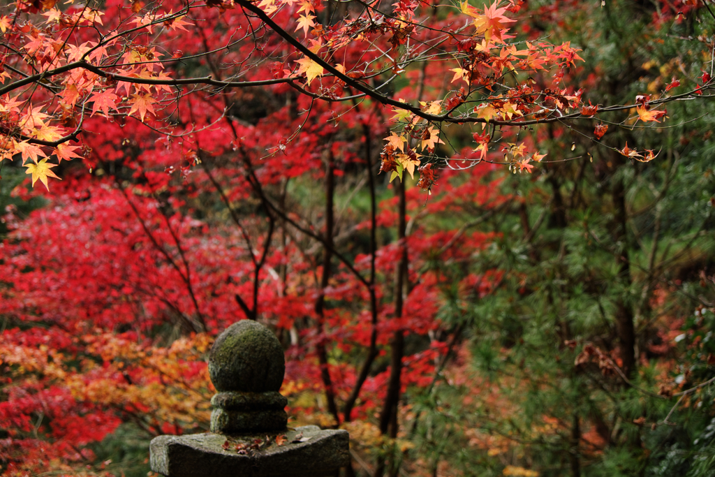 秋深しとなりは～