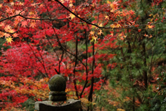 秋深しとなりは～