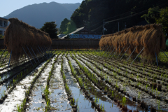 里山の風景　１