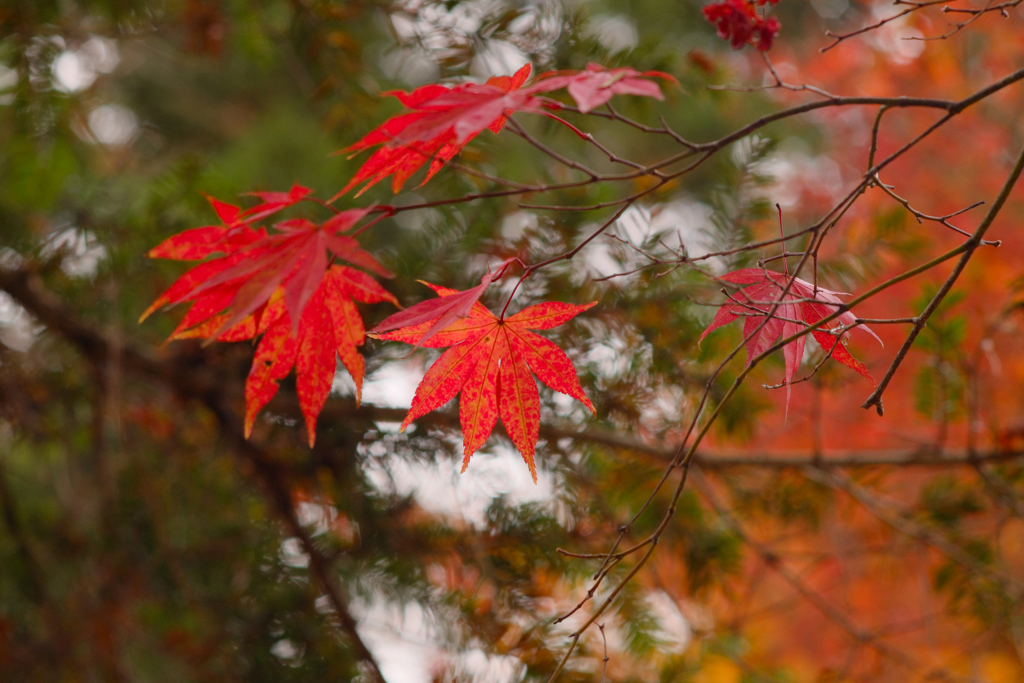 紅葉たち②