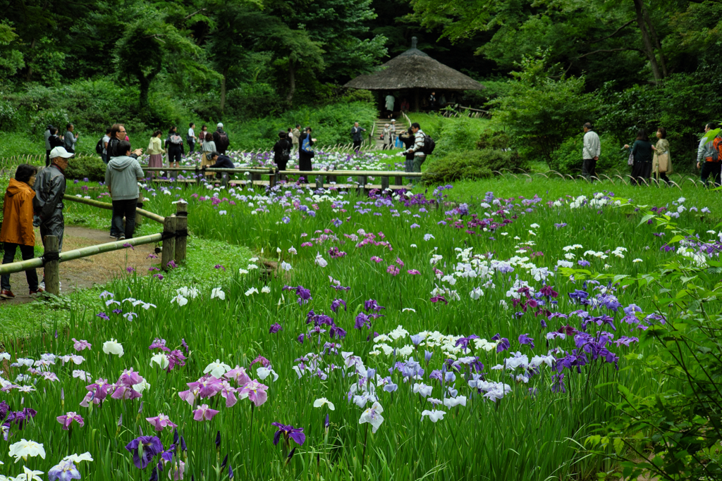 花菖蒲の園