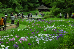 花菖蒲の園