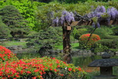 はやくもフジの花が