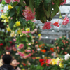 植物園写生日記　３