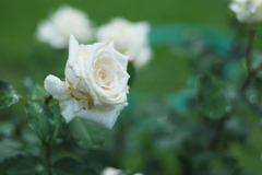 とにかく白飛びだけはしないように