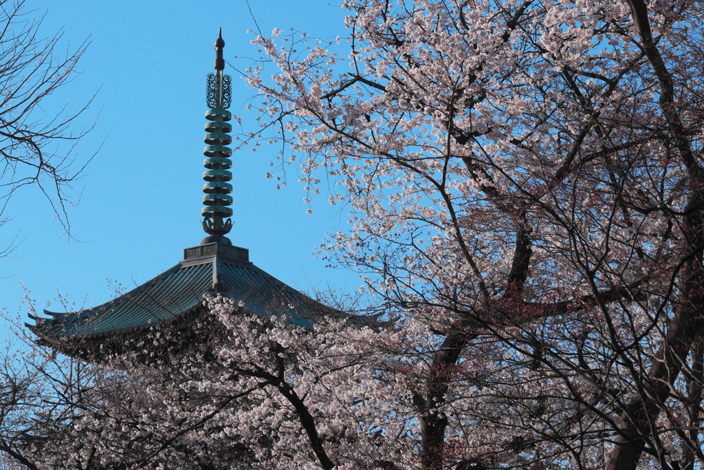 上野の桜