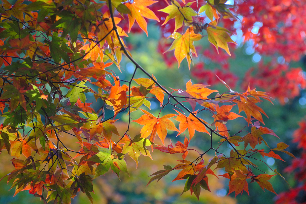 宮島の紅葉３