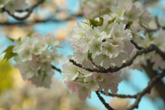 色い桜が輪になっています