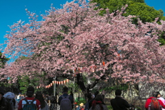 大寒桜