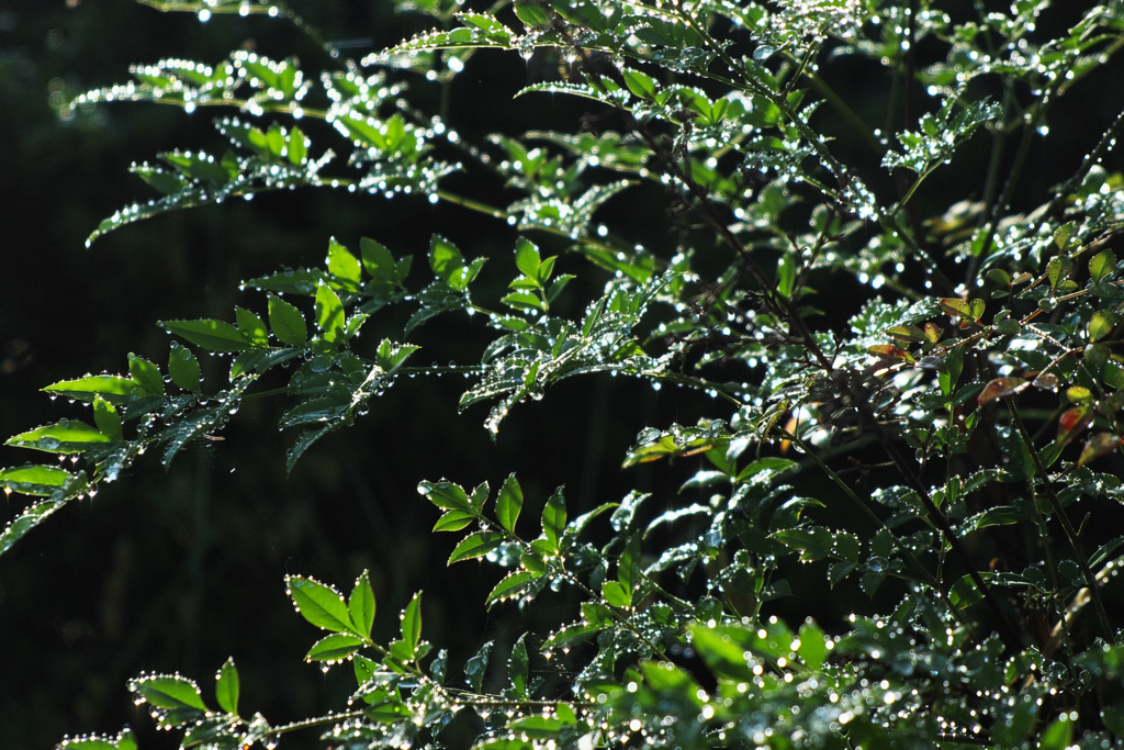 朝露にしっぽり濡れて