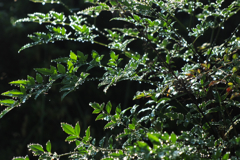 朝露にしっぽり濡れて