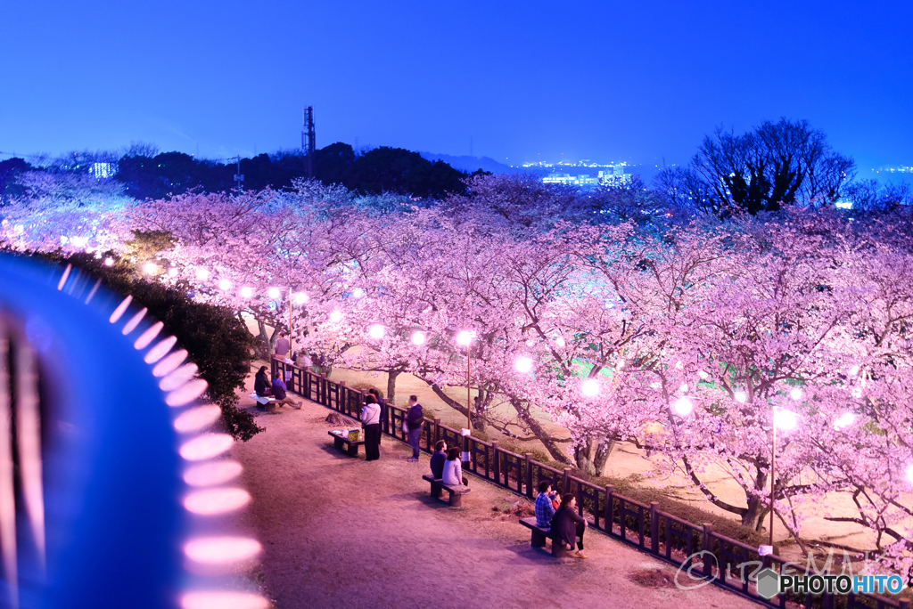 夜桜　戦場ヶ原公園