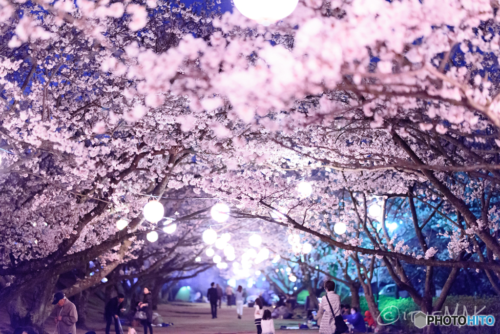 夜桜　戦場ヶ原公園