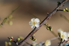 花言葉は「気品」