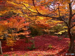 紅葉のじゅうたん