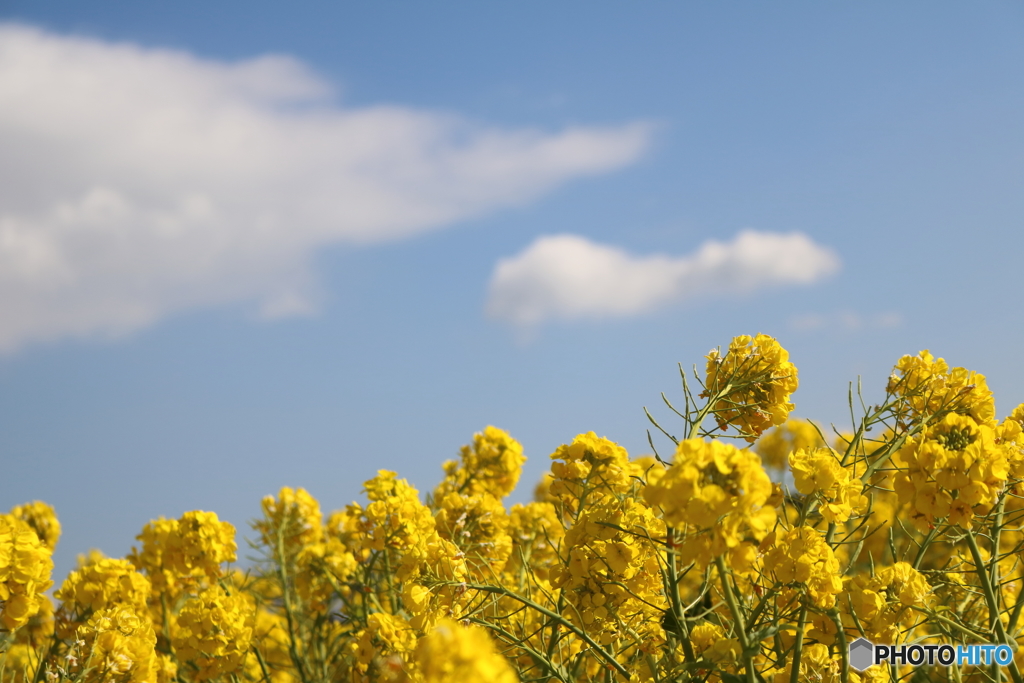 菜の花と青空と雲