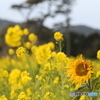 菜の花畑？