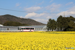 菜の花畑とバスと青空