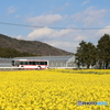 菜の花畑とバスと青空